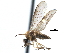  ( - CCDB-23306-G08)  @11 [ ] CreativeCommons - Attribution (2015) CBG Photography Group Centre for Biodiversity Genomics