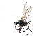 ( - CCDB-23306-H01)  @11 [ ] CreativeCommons - Attribution (2015) CBG Photography Group Centre for Biodiversity Genomics