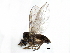 (Anthalia - CCDB-23500-A02)  @14 [ ] CreativeCommons - Attribution (2015) CBG Photography Group Centre for Biodiversity Genomics
