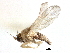  ( - CCDB-23500-A08)  @11 [ ] CreativeCommons - Attribution (2015) CBG Photography Group Centre for Biodiversity Genomics