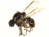  (Ogcodes borealis - CCDB-23500-E03)  @11 [ ] CreativeCommons - Attribution (2015) CBG Photography Group Centre for Biodiversity Genomics