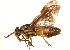  ( - CCDB-23500-G07)  @11 [ ] CreativeCommons - Attribution (2015) CBG Photography Group Centre for Biodiversity Genomics
