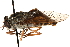  ( - CCDB-23501-H05)  @11 [ ] CreativeCommons - Attribution (2015) CBG Photography Group Centre for Biodiversity Genomics