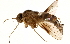  ( - CCDB-23502-C11)  @11 [ ] CreativeCommons - Attribution (2015) CBG Photography Group Centre for Biodiversity Genomics