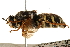  ( - CCDB-23502-E07)  @11 [ ] CreativeCommons - Attribution (2015) CBG Photography Group Centre for Biodiversity Genomics