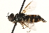  ( - CCDB-23502-F01)  @11 [ ] CreativeCommons - Attribution (2015) CBG Photography Group Centre for Biodiversity Genomics