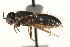  ( - CCDB-23502-F02)  @11 [ ] CreativeCommons - Attribution (2015) CBG Photography Group Centre for Biodiversity Genomics