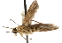  ( - CCDB-23502-G12)  @11 [ ] CreativeCommons - Attribution (2015) CBG Photography Group Centre for Biodiversity Genomics
