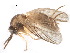  (Mycetobia - CCDB-23503-A03)  @11 [ ] CreativeCommons - Attribution (2015) CBG Photography Group Centre for Biodiversity Genomics