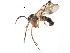 ( - CCDB-23503-B07)  @11 [ ] CreativeCommons - Attribution (2015) CBG Photography Group Centre for Biodiversity Genomics