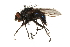  ( - CCDB-23503-C08)  @13 [ ] CreativeCommons - Attribution (2015) CBG Photography Group Centre for Biodiversity Genomics