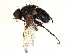  ( - CCDB-23503-C09)  @14 [ ] CreativeCommons - Attribution (2015) CBG Photography Group Centre for Biodiversity Genomics