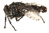  ( - CCDB-23503-H02)  @12 [ ] CreativeCommons - Attribution (2015) CBG Photography Group Centre for Biodiversity Genomics