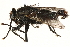 ( - CCDB-23503-H03)  @11 [ ] CreativeCommons - Attribution (2015) CBG Photography Group Centre for Biodiversity Genomics