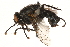  ( - CCDB-23503-H04)  @12 [ ] CreativeCommons - Attribution (2015) CBG Photography Group Centre for Biodiversity Genomics