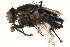  ( - CCDB-23503-H05)  @11 [ ] CreativeCommons - Attribution (2015) CBG Photography Group Centre for Biodiversity Genomics