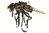  ( - CCDB-23504-A02)  @11 [ ] CreativeCommons - Attribution (2015) CBG Photography Group Centre for Biodiversity Genomics