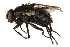  (Sarcophaga triplasia - CCDB-23504-A06)  @14 [ ] CreativeCommons - Attribution (2015) CBG Photography Group Centre for Biodiversity Genomics