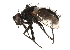  ( - CCDB-23504-C06)  @11 [ ] CreativeCommons - Attribution (2015) CBG Photography Group Centre for Biodiversity Genomics