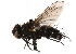  ( - CCDB-23504-C08)  @11 [ ] CreativeCommons - Attribution (2015) CBG Photography Group Centre for Biodiversity Genomics