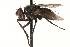  ( - CCDB-23504-C09)  @11 [ ] CreativeCommons - Attribution (2015) CBG Photography Group Centre for Biodiversity Genomics