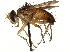  (Anisia flaveola - CCDB-23504-D09)  @14 [ ] CreativeCommons - Attribution (2015) CBG Photography Group Centre for Biodiversity Genomics