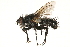  ( - CCDB-23504-G04)  @15 [ ] CreativeCommons - Attribution (2015) CBG Photography Group Centre for Biodiversity Genomics