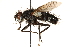  ( - CCDB-23504-G05)  @11 [ ] CreativeCommons - Attribution (2015) CBG Photography Group Centre for Biodiversity Genomics