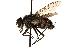  ( - CCDB-23504-G11)  @14 [ ] CreativeCommons - Attribution (2015) CBG Photography Group Centre for Biodiversity Genomics