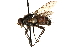  ( - CCDB-23504-H03)  @14 [ ] CreativeCommons - Attribution (2015) CBG Photography Group Centre for Biodiversity Genomics