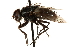  (Billaea sibleyi - CCDB-23504-H07)  @15 [ ] CreativeCommons - Attribution (2015) CBG Photography Group Centre for Biodiversity Genomics