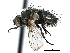  ( - CCDB-23505-B02)  @11 [ ] CreativeCommons - Attribution (2015) CBG Photography Group Centre for Biodiversity Genomics