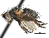  (Campylocheta orbitalis - CCDB-23505-B03)  @13 [ ] CreativeCommons - Attribution (2015) CBG Photography Group Centre for Biodiversity Genomics