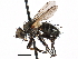  ( - CCDB-23505-B05)  @11 [ ] CreativeCommons - Attribution (2015) CBG Photography Group Centre for Biodiversity Genomics