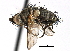  ( - CCDB-23505-B06)  @11 [ ] CreativeCommons - Attribution (2015) CBG Photography Group Centre for Biodiversity Genomics