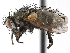  (Campylocheta semiothisae - CCDB-23505-B09)  @15 [ ] CreativeCommons - Attribution (2015) CBG Photography Group Centre for Biodiversity Genomics