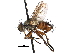  ( - CCDB-23505-C01)  @15 [ ] CreativeCommons - Attribution (2015) CBG Photography Group Centre for Biodiversity Genomics