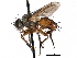  ( - CCDB-23505-C02)  @11 [ ] CreativeCommons - Attribution (2015) CBG Photography Group Centre for Biodiversity Genomics