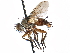  ( - CCDB-23505-C03)  @15 [ ] CreativeCommons - Attribution (2015) CBG Photography Group Centre for Biodiversity Genomics