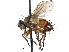  ( - CCDB-23505-C04)  @15 [ ] CreativeCommons - Attribution (2015) CBG Photography Group Centre for Biodiversity Genomics