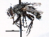  ( - CCDB-23505-E03)  @11 [ ] CreativeCommons - Attribution (2015) CBG Photography Group Centre for Biodiversity Genomics