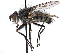  ( - CCDB-23505-G01)  @13 [ ] CreativeCommons - Attribution (2015) CBG Photography Group Centre for Biodiversity Genomics
