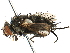  (Cyrtophloeba - CCDB-23505-G07)  @16 [ ] CreativeCommons - Attribution (2015) CBG Photography Group Centre for Biodiversity Genomics