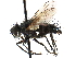  ( - CCDB-23505-H03)  @11 [ ] CreativeCommons - Attribution (2015) CBG Photography Group Centre for Biodiversity Genomics