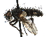  ( - CCDB-23505-H04)  @11 [ ] CreativeCommons - Attribution (2015) CBG Photography Group Centre for Biodiversity Genomics