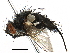  (Eribella - CCDB-23505-H05)  @14 [ ] CreativeCommons - Attribution (2015) CBG Photography Group Centre for Biodiversity Genomics