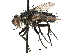  (Eucelatoria - CCDB-23505-H06)  @15 [ ] CreativeCommons - Attribution (2015) CBG Photography Group Centre for Biodiversity Genomics
