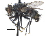  ( - CCDB-23506-A10)  @15 [ ] CreativeCommons - Attribution (2015) CBG Photography Group Centre for Biodiversity Genomics