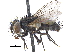  (Euhalidaya - CCDB-23506-B01)  @15 [ ] CreativeCommons - Attribution (2015) CBG Photography Group Centre for Biodiversity Genomics