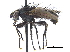  ( - CCDB-23506-B02)  @11 [ ] CreativeCommons - Attribution (2015) CBG Photography Group Centre for Biodiversity Genomics
